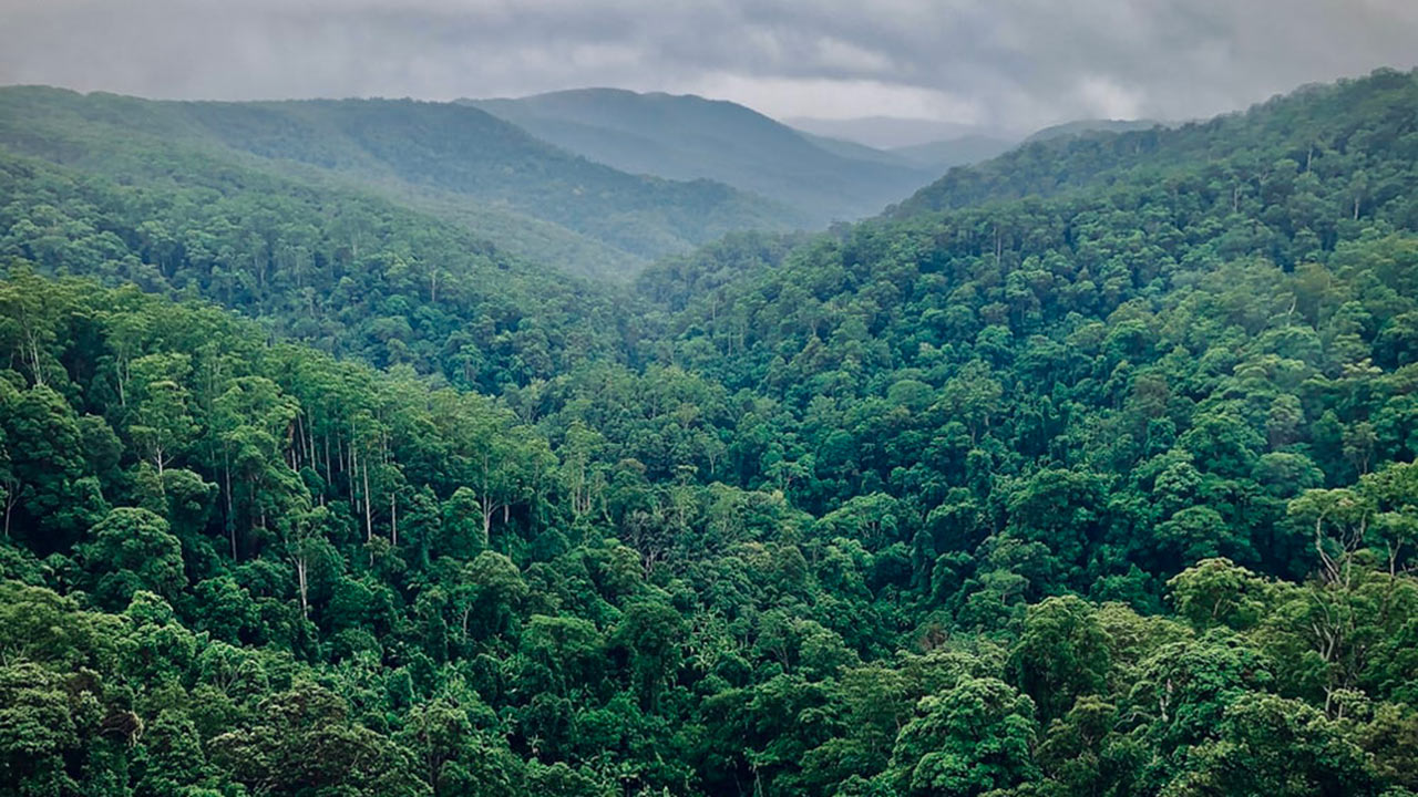 rainforest